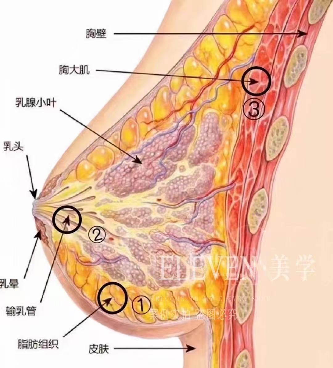 胸部解剖图